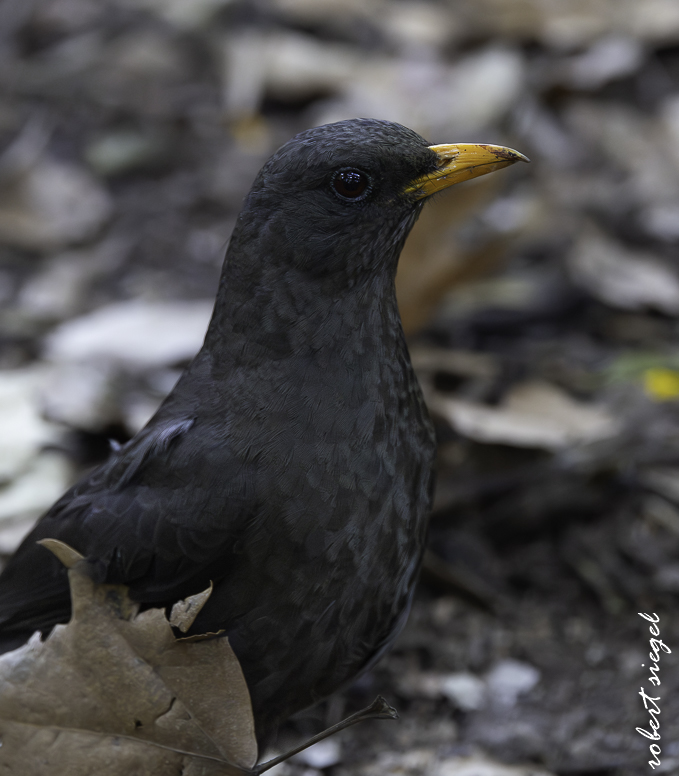 quito botanical garden
